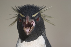 evil-penguin.jpg